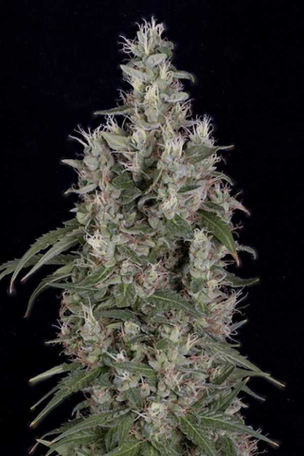 Grandaddy Banner Feminised Cannabis Seeds | Big Head Seeds