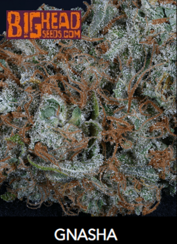 Gnasha Feminised Cannabis Seeds | Big Head Seeds