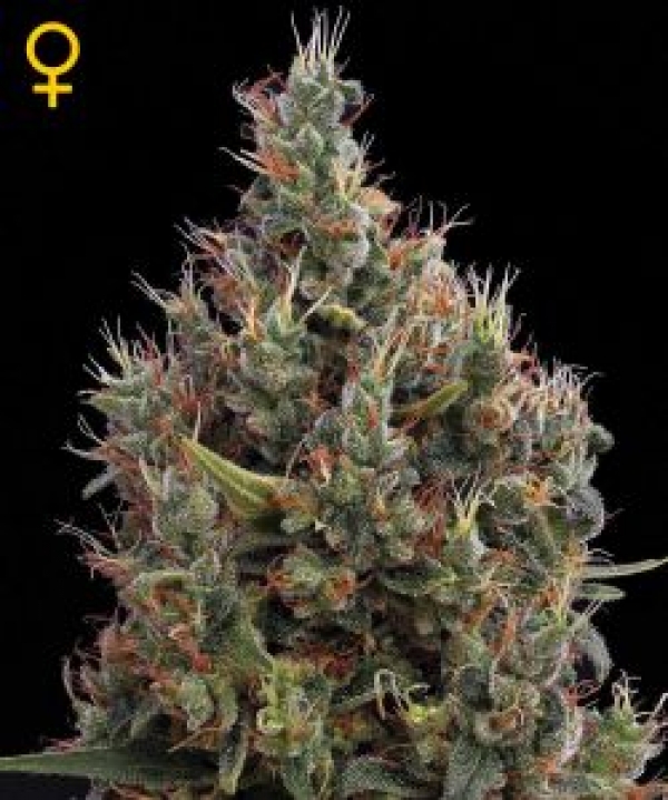 Big Bang Auto Feminised Cannabis Seeds | Green House Seeds.