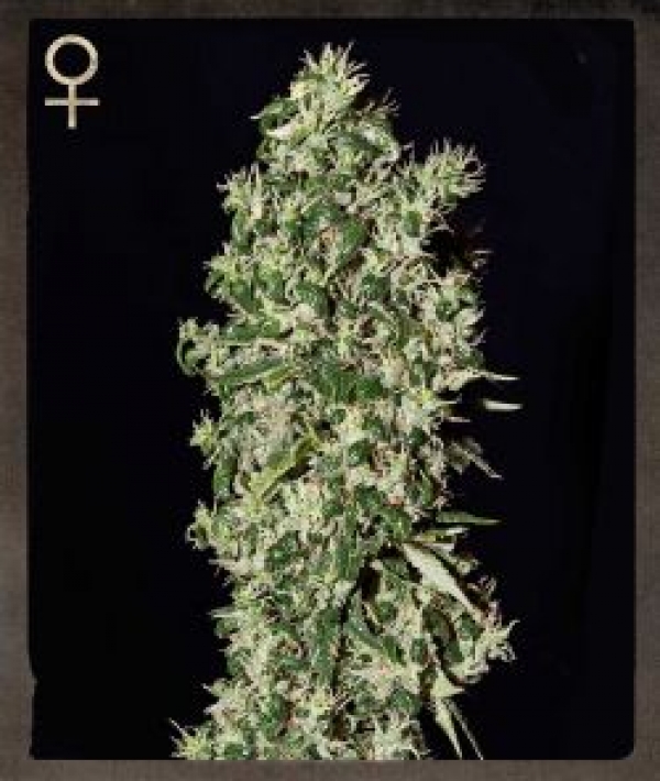 Big Tooth Feminised Cannabis Seeds | Strain Hunters 