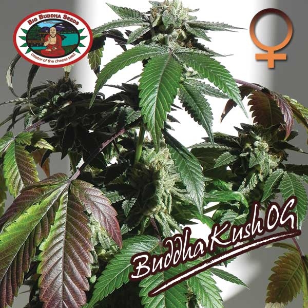 Big Buddha Seeds Buddha Kush OG Feminised Cannabis Seeds For Sale
