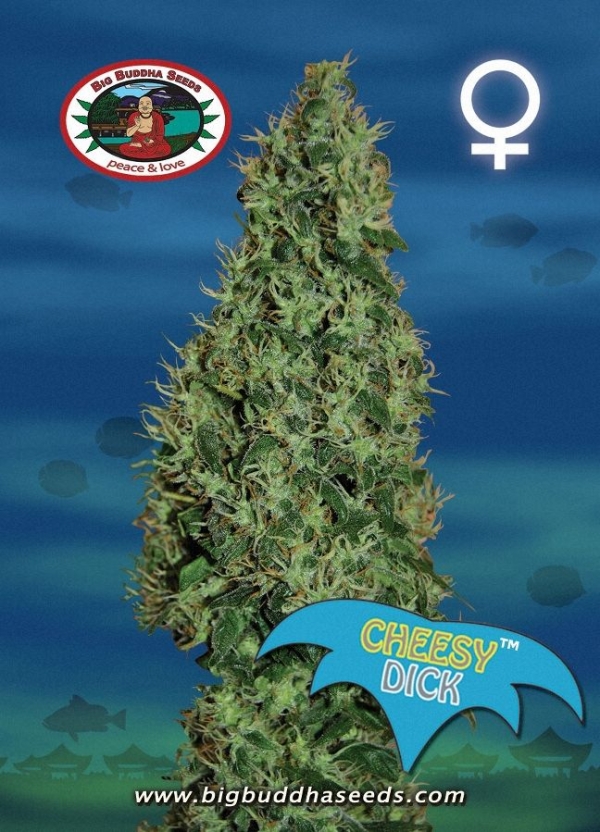Cheesy Dick Feminised Cannabis Seeds | Big Buddha Seeds