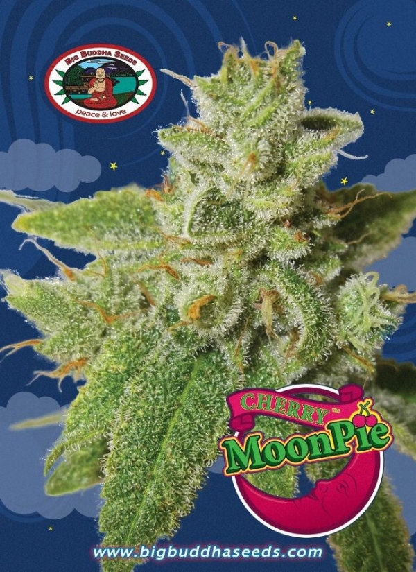 Cherry Moon Pie Feminised Cannabis Seeds | Big Buddha Seeds 
