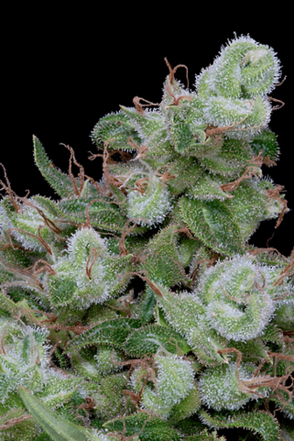 Chemdawg #4 Feminised Cannabis Seeds | Big Head Seeds Chemdawg #4 Feminised Cannabis Seeds | Big Head Seeds