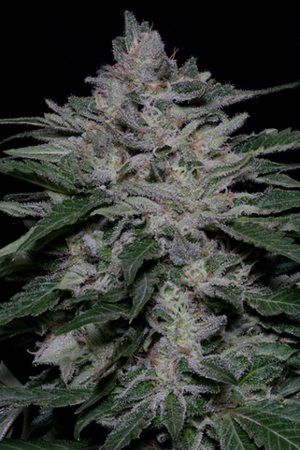 Fire OG Kush Feminised Cannabis Seeds | Big Head Seeds