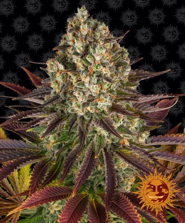 Biscotti Feminised Cannabis Seeds | Barney's Farm.