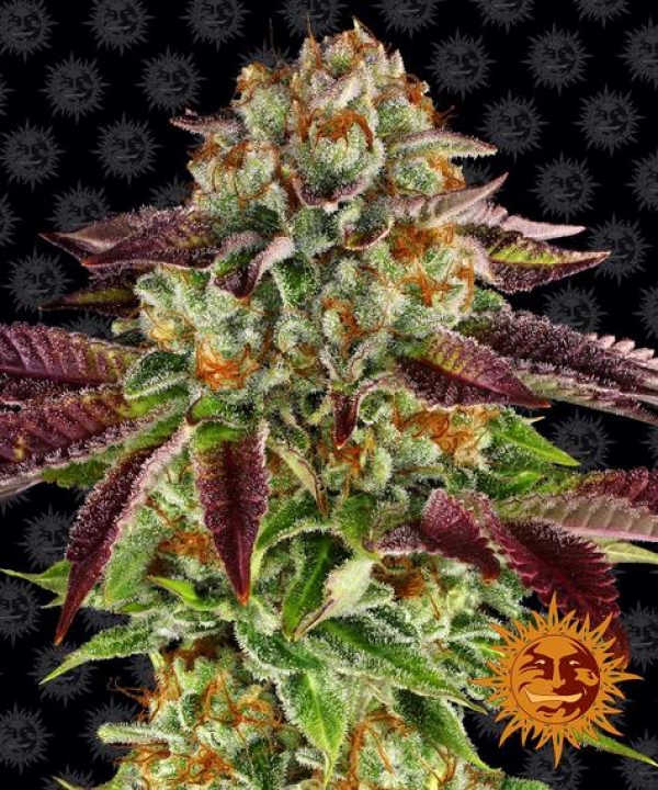 Biscotti Mintz Feminised Cannabis Seeds | Barney's Farm 