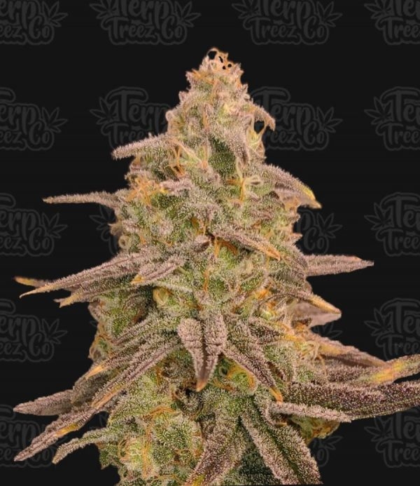 Bizcoffi Feminised Cannabis Seeds - Terp Treez