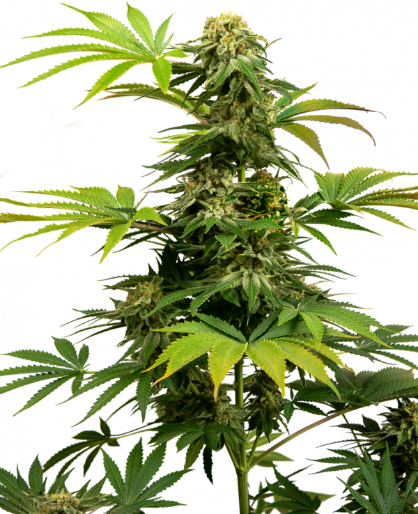Black Harlequin Feminised Cannabis Seeds - Sensi Seeds