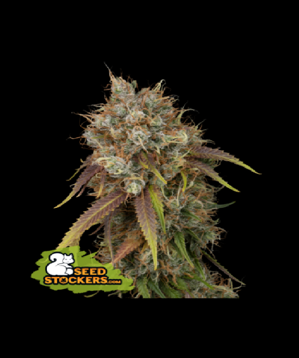 Black Rainbow Auto Feminised Cannabis Seeds | Seed Stockers