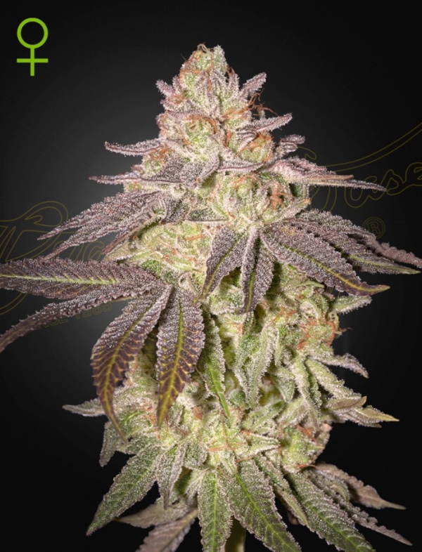 Black Toffee Auto Feminised Cannabis Seeds | Green House Seeds.