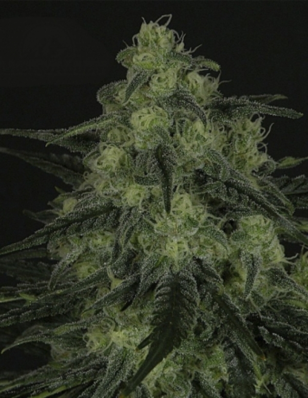 Black Valley Feminised Cannabis Seeds