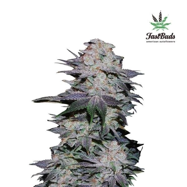 Blackberry Auto Feminised Cannabis Seeds | Fast Buds.