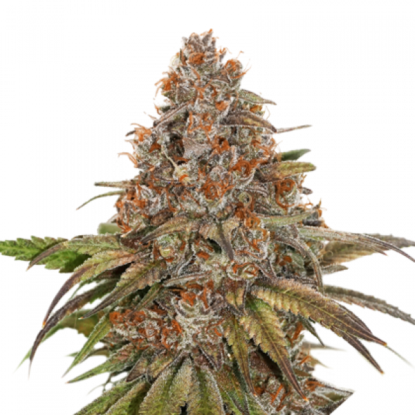 Bruce Banner Feminised Cannabis Seeds | Seed Stockers
