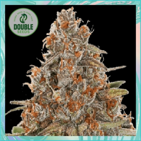 Blackberry Gum Auto Feminised Cannabis Seeds - Double Seeds Blackberry Gum Auto Feminised Cannabis Seeds - Double Seeds