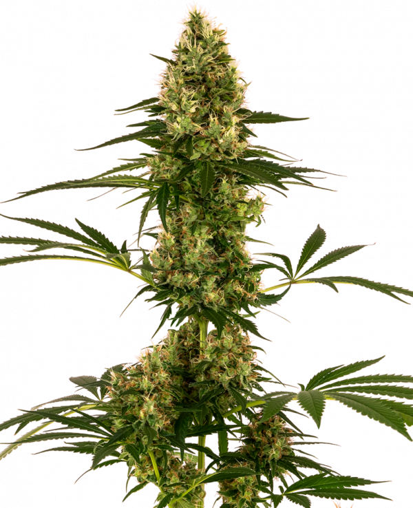 Blue Bullet Auto Feminised Cannabis Seeds - Sensi Seeds