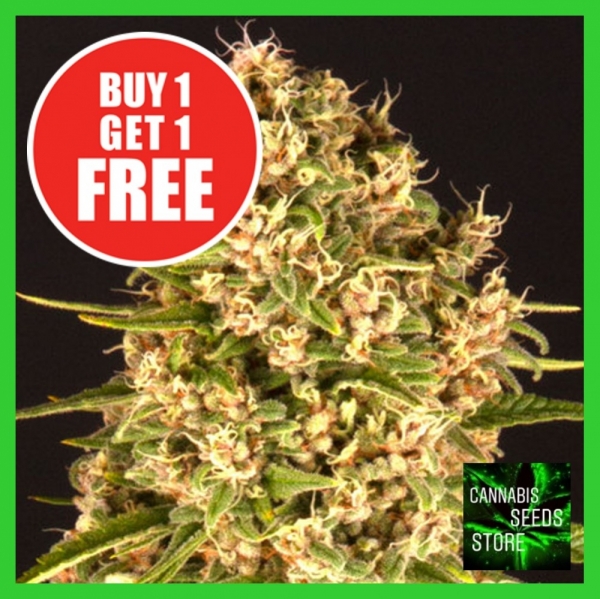 Blue Cheese Feminised Cannabis Seeds - Cannabis Seeds Store