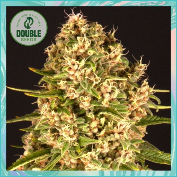 Blue Cheese Feminised Cannabis Seeds - Double Seeds