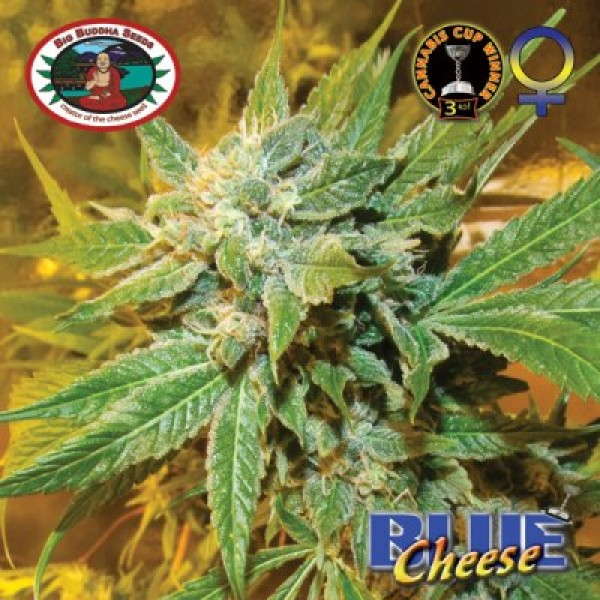 Blue Cheese Feminised Cannabis Seeds | Big Buddha Seeds
