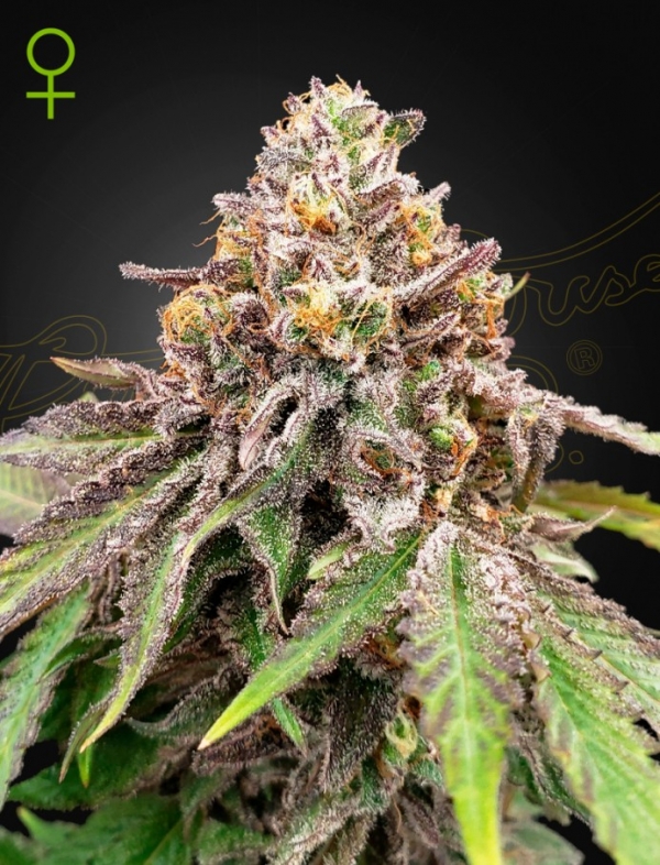 Blue Haze X Gelato 41 Auto Feminised Cannabis Seeds | Green House Seeds.