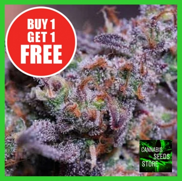 Blue Kush Feminised Cannabis Seeds - Cannabis Seeds Store Blue Kush Feminised Cannabis Seeds - Cannabis Seeds Store