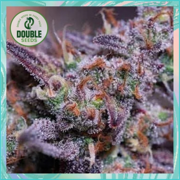 Blue Kush Feminised Cannabis Seeds - Double Seeds Blue Kush Feminised Cannabis Seeds - Double Seeds