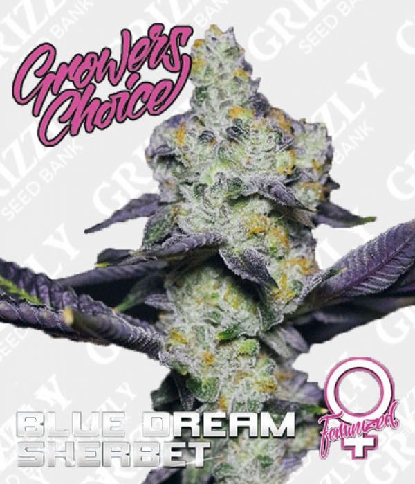 Blue Dream Sherbet Feminised Cannabis Seeds - Growers Choice.