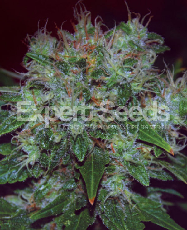 Blue Cheese Auto Feminised Cannabis Seeds | Expert Seeds Blue Cheese Auto Feminised Cannabis Seeds | Expert Seeds