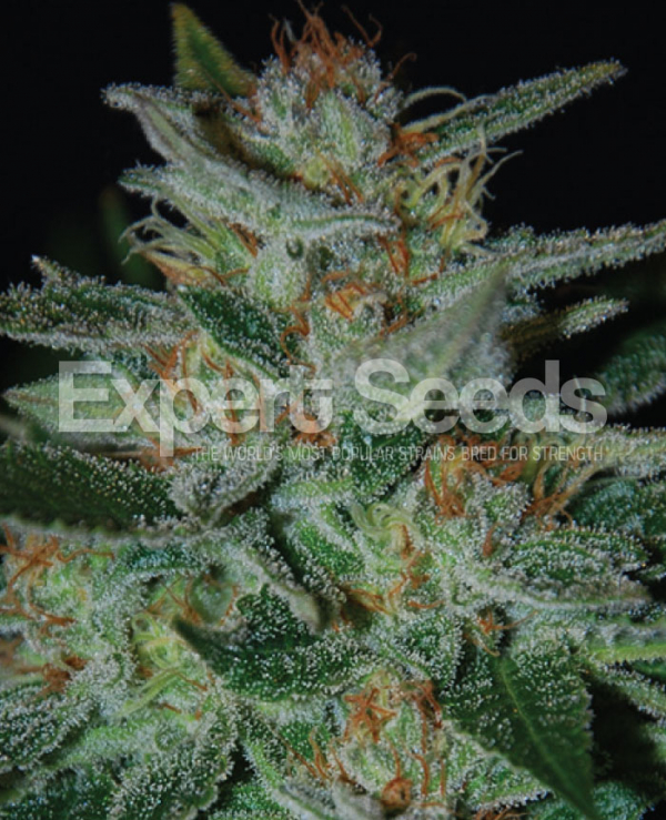 Blue Cheese Feminised Cannabis Seeds | Expert Seeds