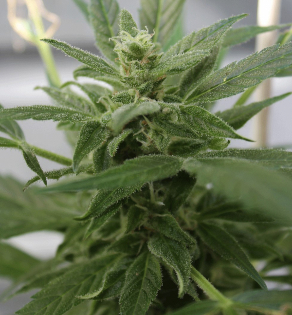 Bluetooth Auto Feminised Cannabis Seeds | Cream Of The Crop