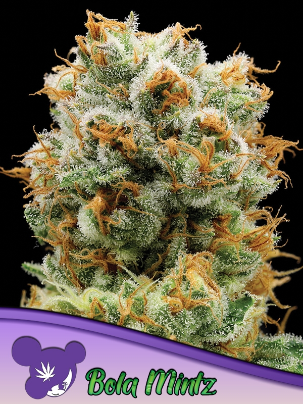 Bola Mintz Feminised Cannabis Seeds - Anesia Seeds