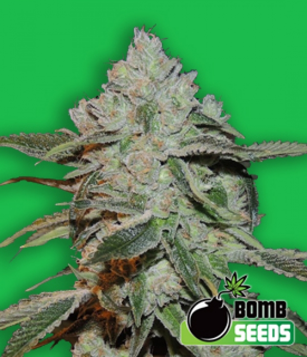 Atomic Feminised Cannabis Seeds | Bomb Seeds.