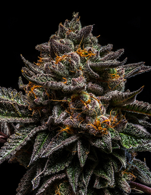 Brian Cake Feminised Cannabis Seeds | Ripper Seeds