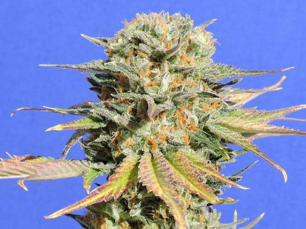 Bruce Banner #3 Feminised Cannabis Seeds | Original Sensible Seed Company