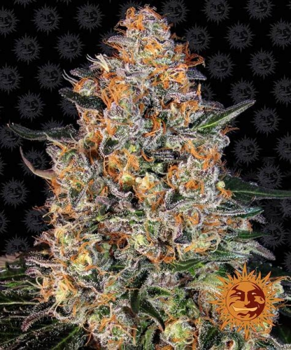 Bubba Kush Feminised Cannabis Seeds | Barney's Farm.