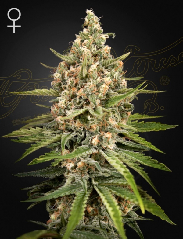 Bubba Slush Feminised Cannabis Seeds | Green House Seeds.