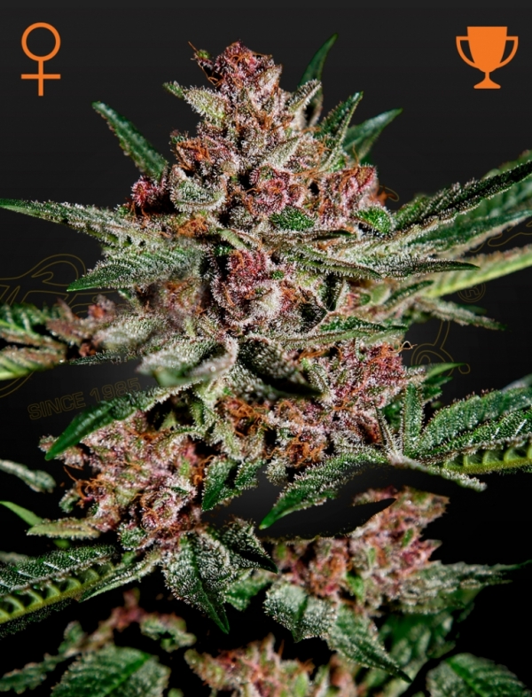 Bubba Kush Feminised Cannabis Seeds | Green House Seeds.