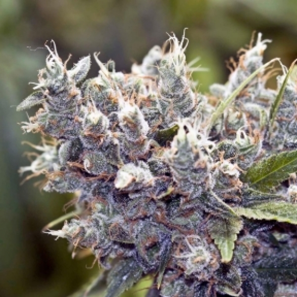 BubbleGummer Feminised Cannabis Seeds | Female Seeds