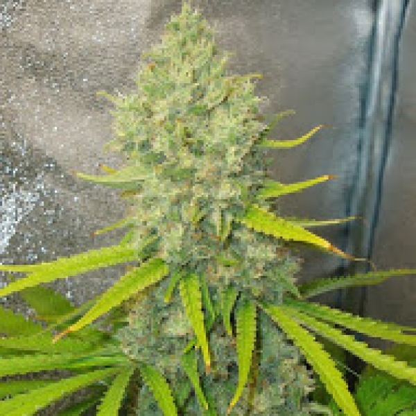 Bubblegun Feminised Cannabis Seeds | Spliff Seeds Bubblegun Feminised Cannabis Seeds | Spliff Seeds