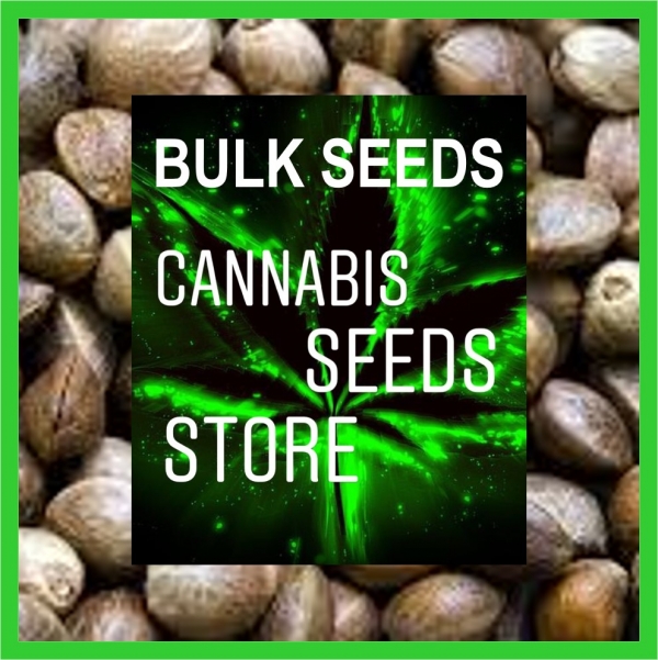 True Lemon x Slurricane Feminised Cannabis Seeds | 100 Bulk Seeds