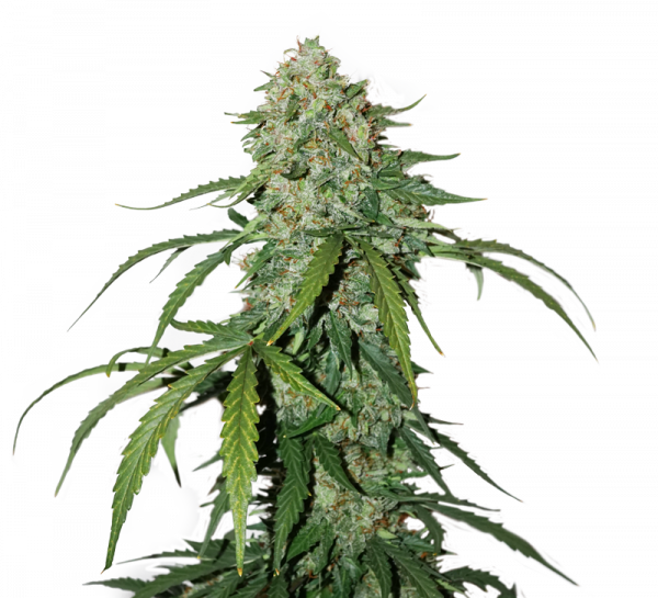 CBD 1:1 Silver Lime Haze Auto Feminised Cannabis Seeds | Seed Stockers