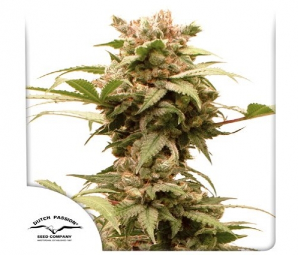 Auto CBG Force Feminised Cannabis Seeds | Dutch Passion 