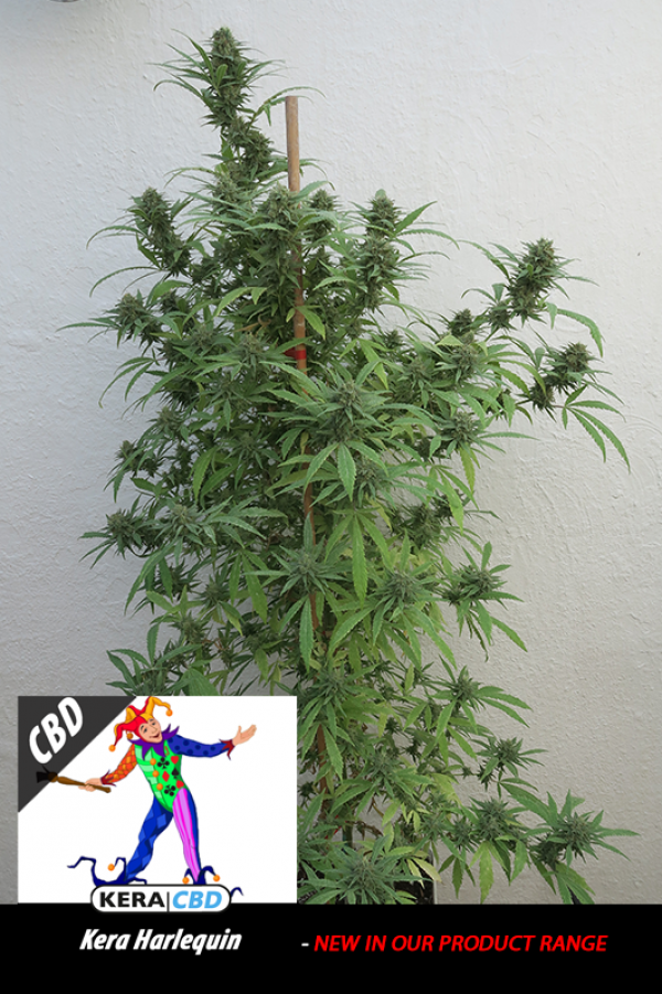 CBD Harlequin Feminised Cannabis Seeds | Kera Seeds 