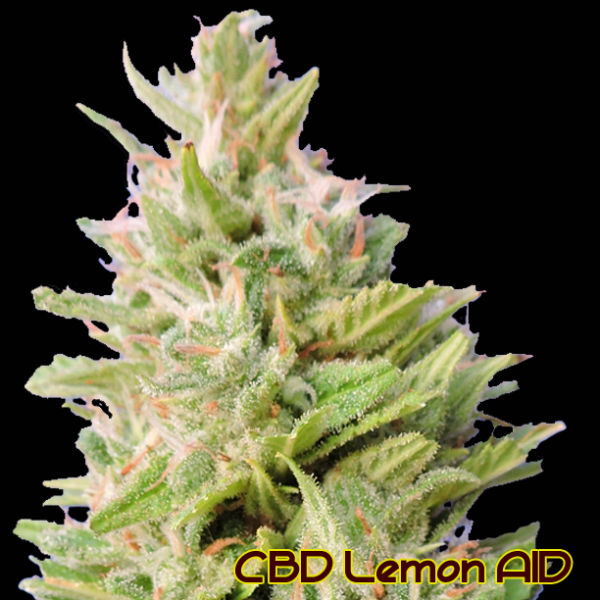 CBD Lemon AID Feminised Cannabis Seeds | The Original Sensible Seed Company 