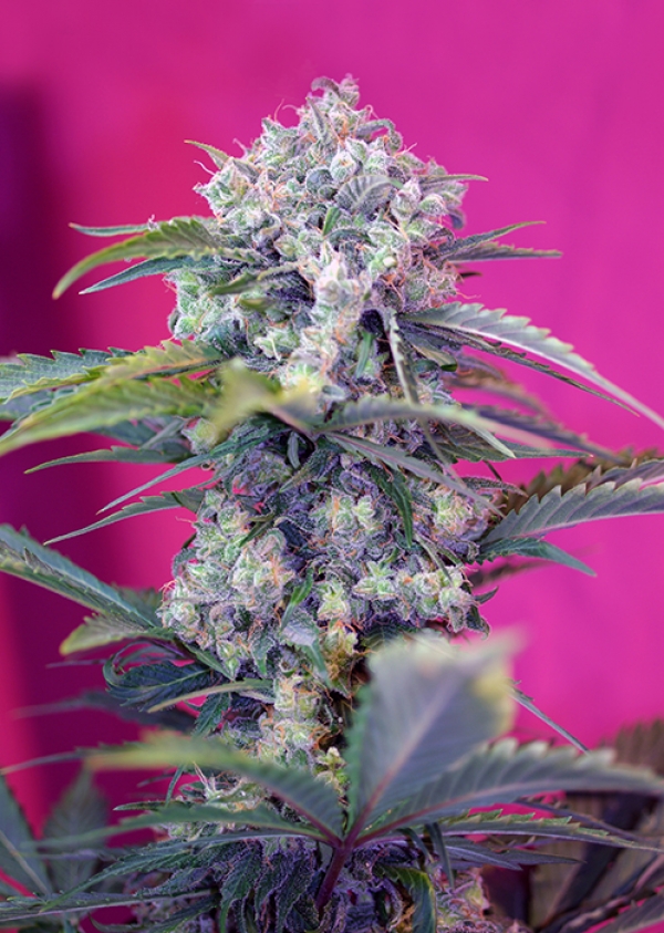 Cream Mandarine Auto Feminised Cannabis Seeds | Sweet Seeds