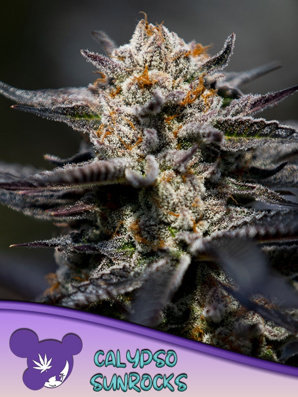 Calypso Sunrocks Feminised Cannabis Seeds - Anesia Seeds