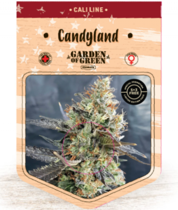 Candyland Feminised Cannabis Seeds | Garden of Green