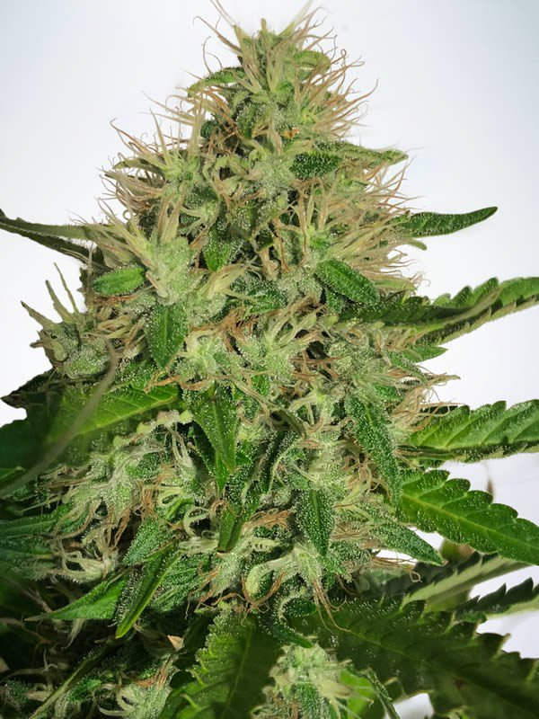 Cannabis Light Feminised Cannabis Seeds | Ministry of Cannabis