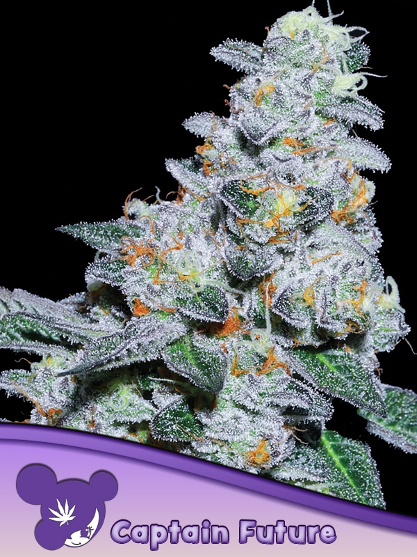Captain Future Feminised Cannabis Seeds - Anesia Seeds