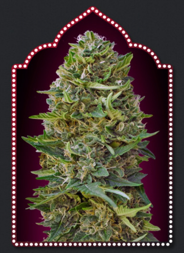 Caramel Kush Feminised Cannabis Seeds | OO Seeds